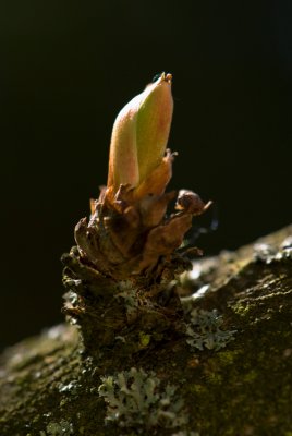 Aralia spinosa - arálie ostnitá - pupen